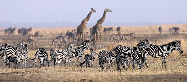 Discover The Wonders Of Tanzania